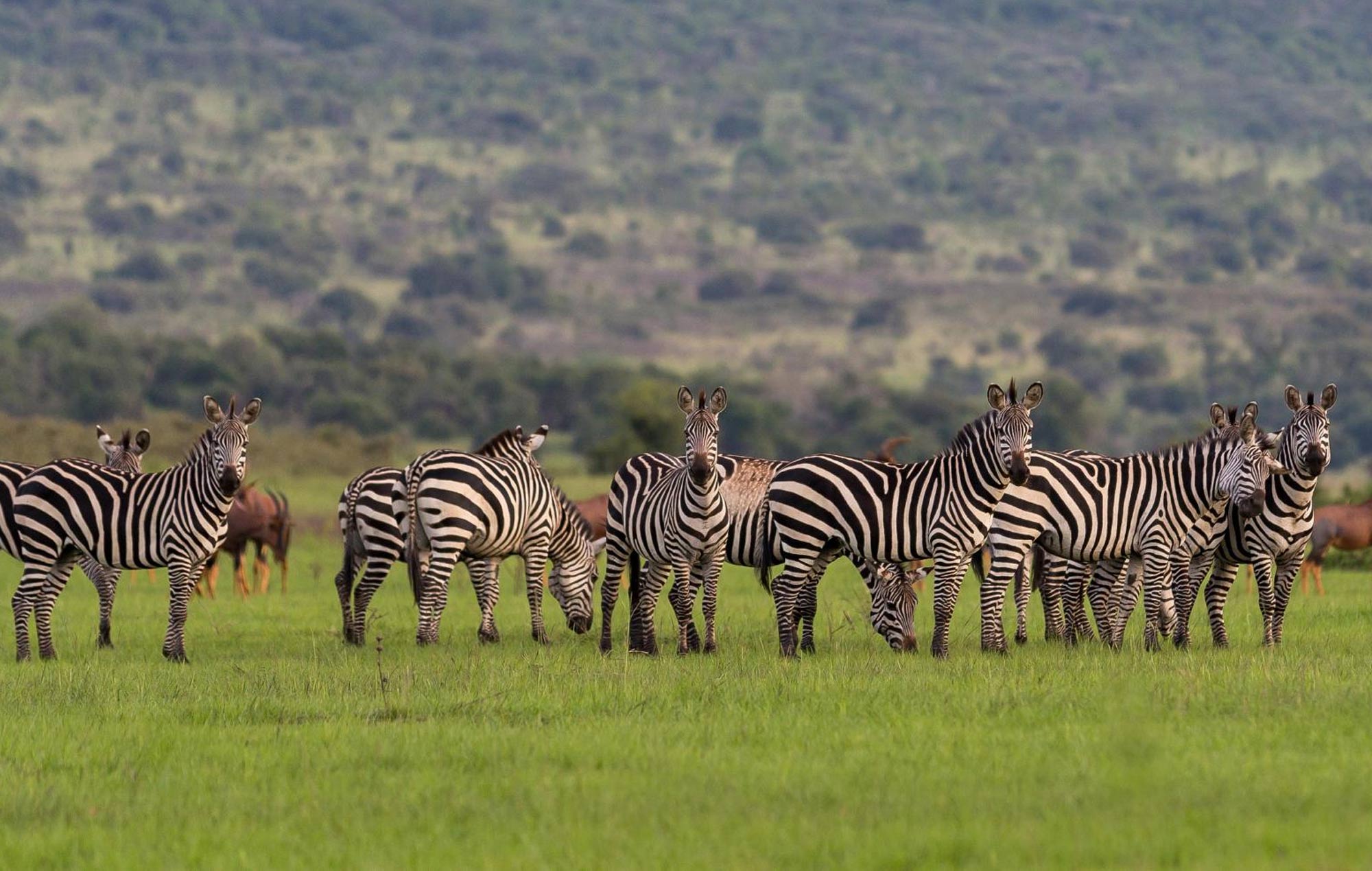 Akagera National Park 3-Day Safari